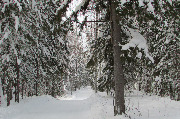 Селезнева Юлия1. Зима в лесу