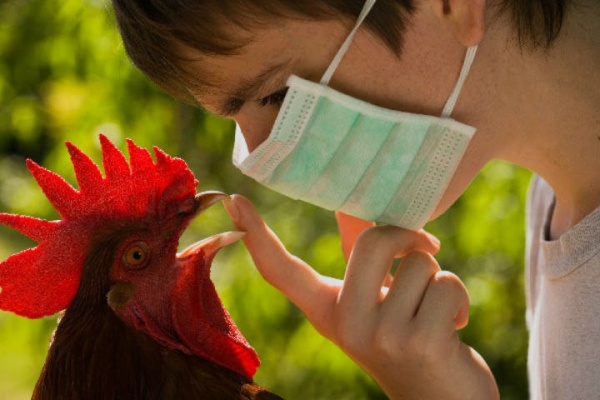 Памятка «Меры по профилактике высокопатогенного гриппа птиц»