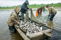 О приеме документов для заключения договора пользования водными биологическими ресурсами общий допустимый улов которых не устанавливается на 2024 год.